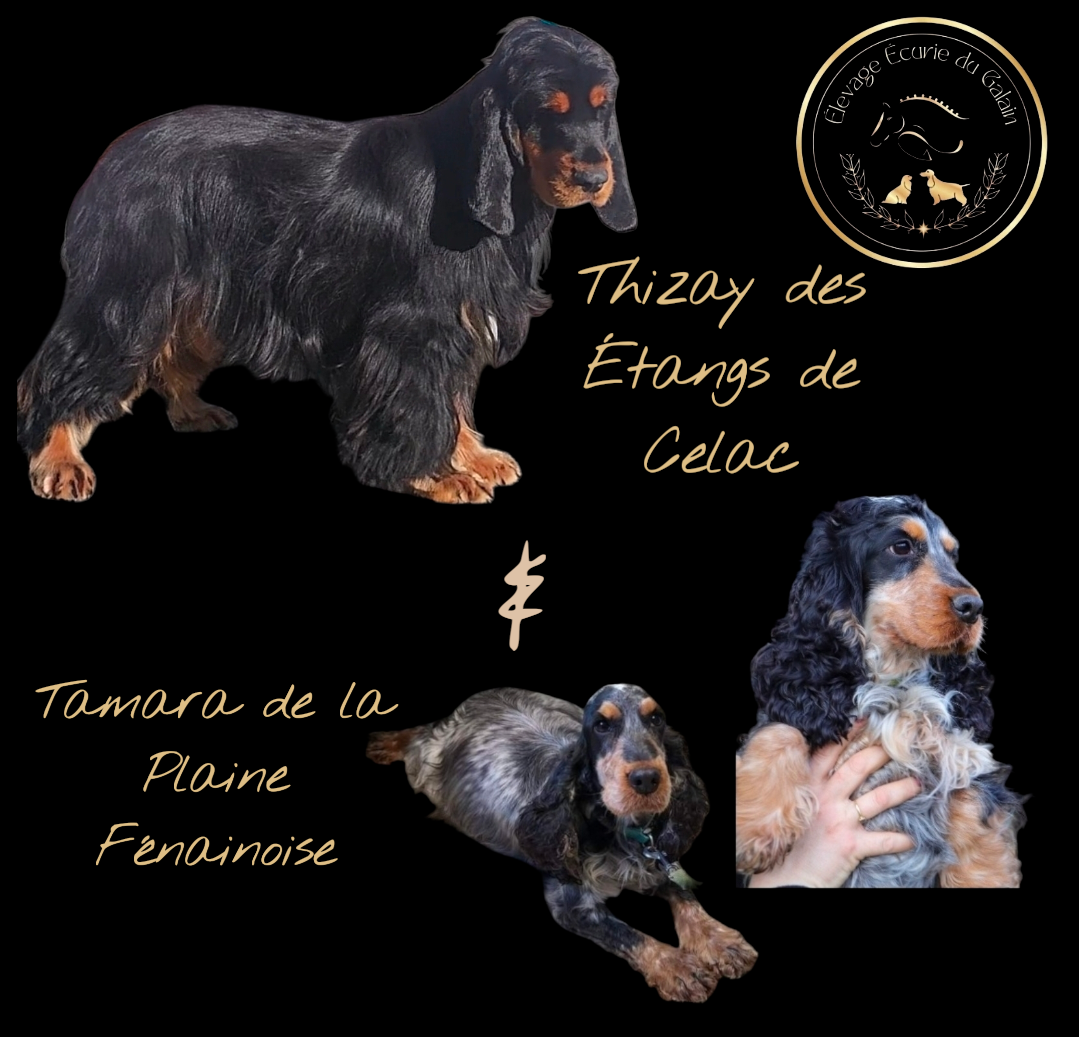 TAMARA  de la plaine fenainoise