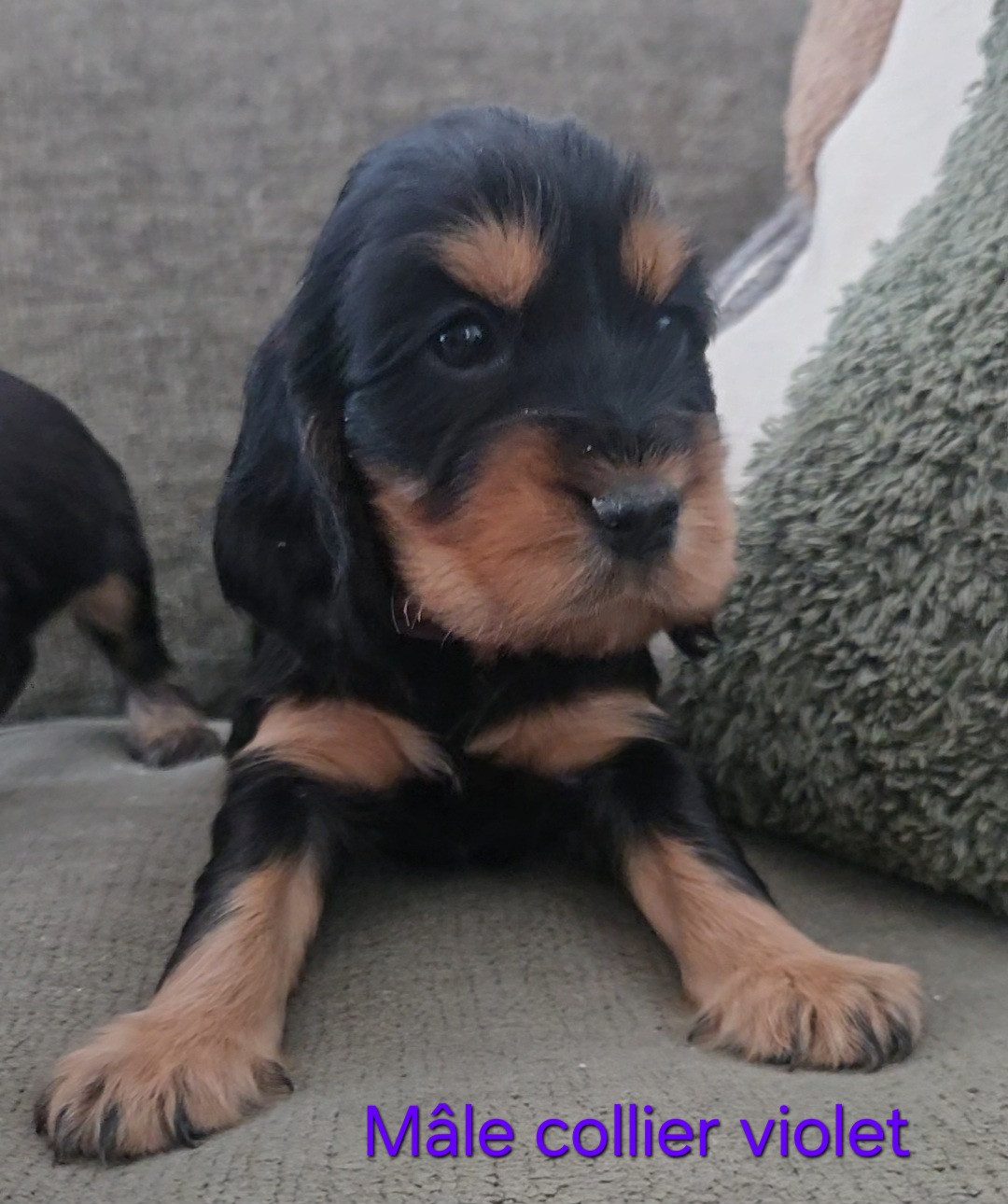 Du Galain - Chiots disponibles - Cocker Spaniel Anglais