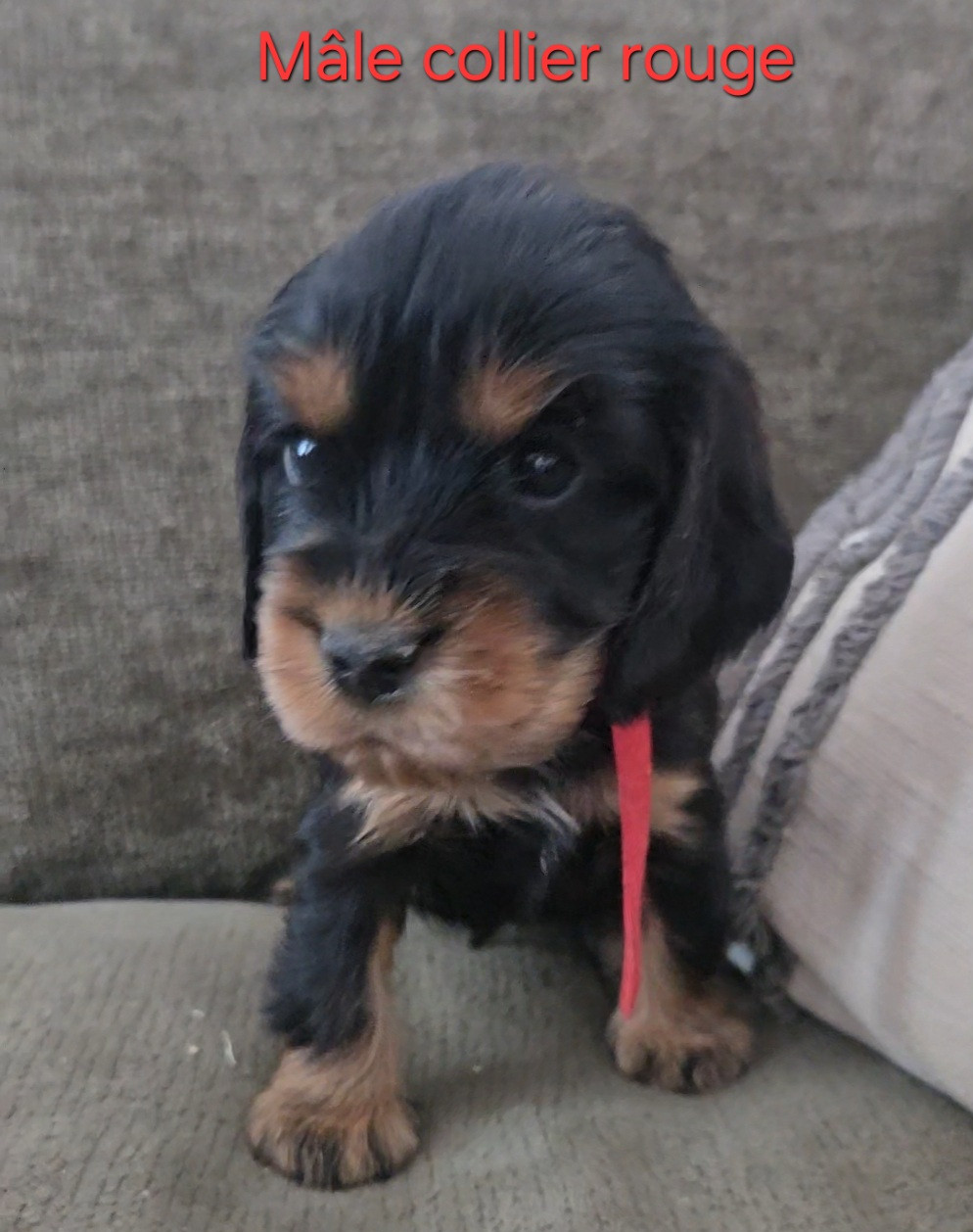 Du Galain - Chiots disponibles - Cocker Spaniel Anglais