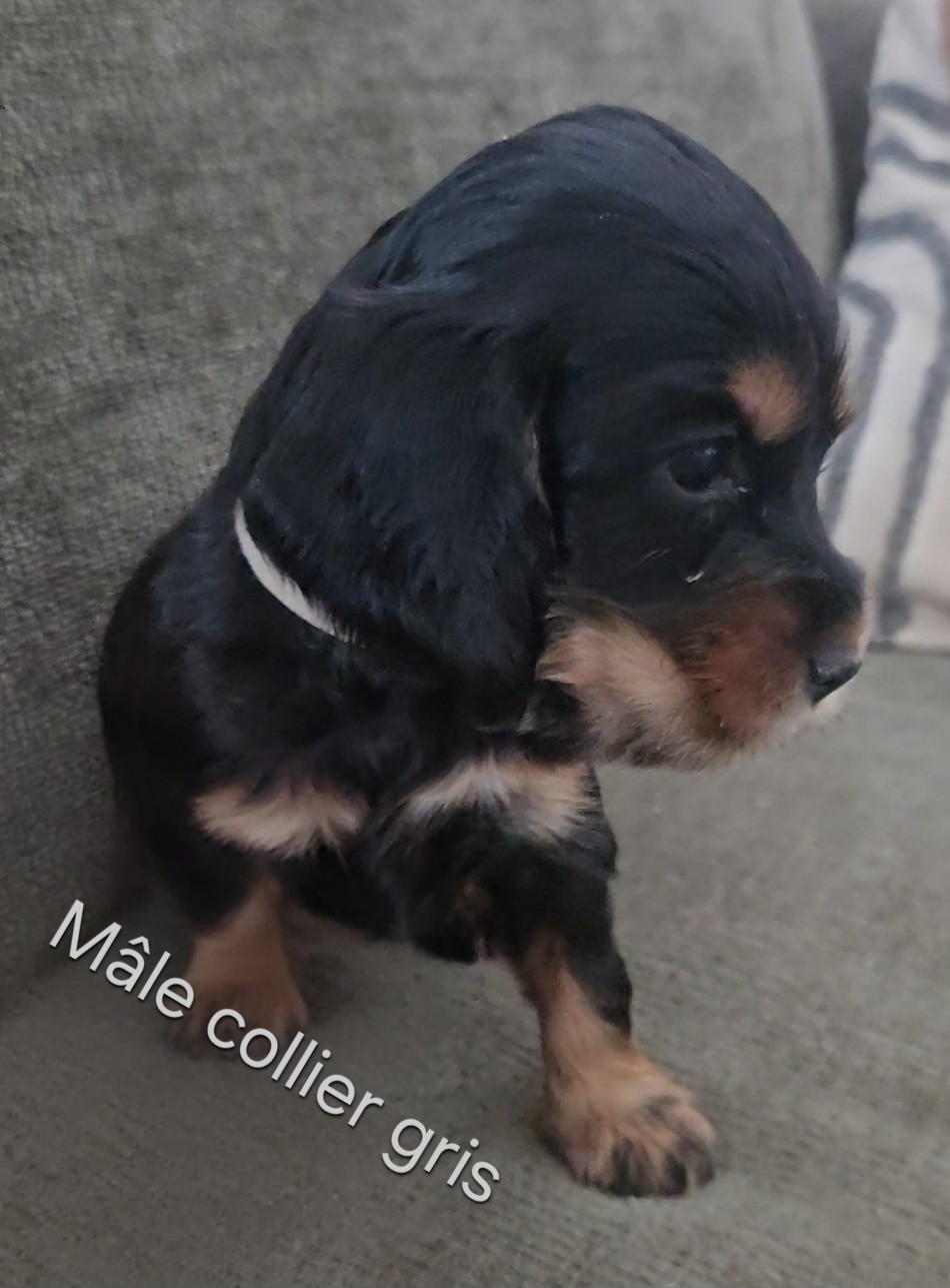 Du Galain - Chiots disponibles - Cocker Spaniel Anglais