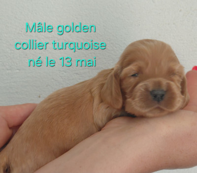 BABY WOODY
