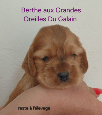BERTHE AUX GRANDES OREILLES